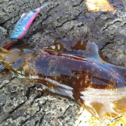 渋い秋イカエギング