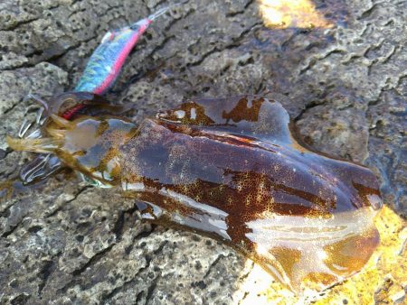渋い秋イカエギング