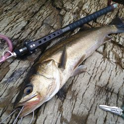 磯シーバスゲット