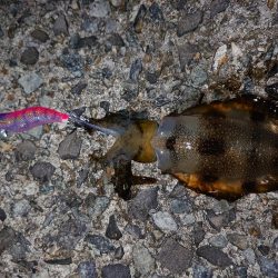 アオリイカ始まりました!