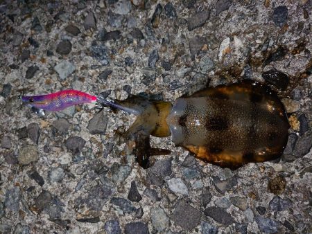 アオリイカ始まりました!