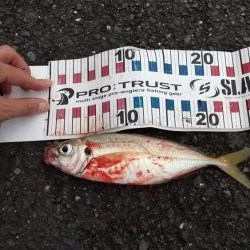 大きな？アジ!!