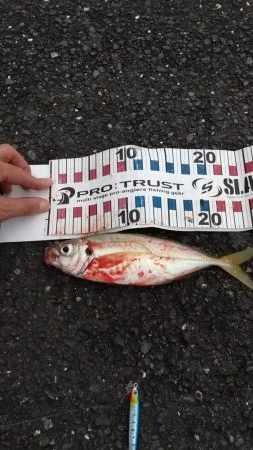 大きな？アジ!!