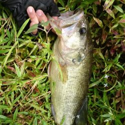 徐々に秋パターンに