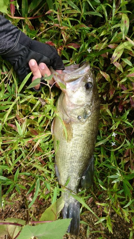 徐々に秋パターンに