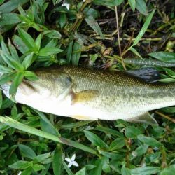雨上がりの短時間釣行