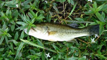 雨上がりの短時間釣行