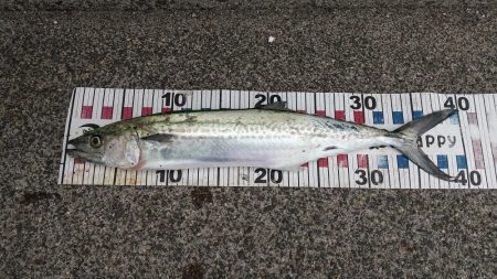 サゴシ跳ねてます❗þ…