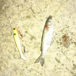 チャートだけで勝負