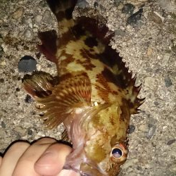 強風でもライトゲーム