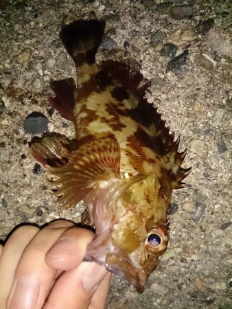 強風でもライトゲーム