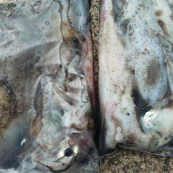 毎度です。アオリ狙い。密回避は無理っす(笑)