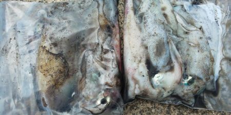 毎度です。アオリ狙い。密回避は無理っす(笑…