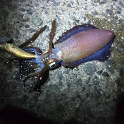 毎度です。アオリ渋かった~