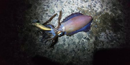 毎度です。アオリ渋かった~