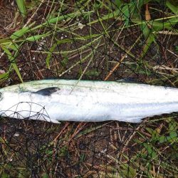 毎度です。ボイル打ちは運次第(汗)