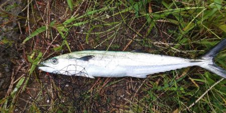 毎度です。ボイル打ちは運次第（汗）