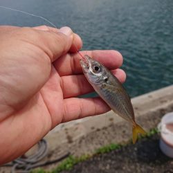 アジ釣り