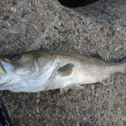 ライトショアジギング