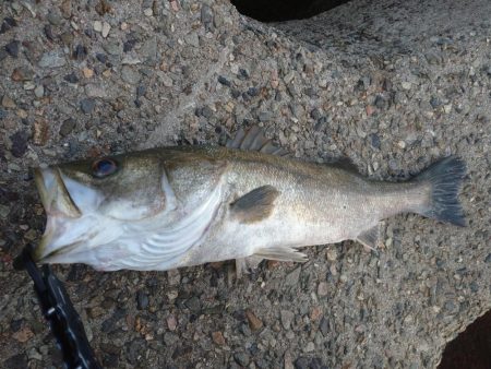 ライトショアジギング