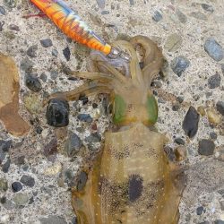 アオリイカエギング