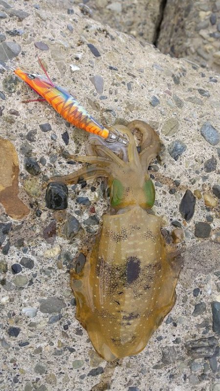 アオリイカエギング