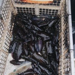 ボートキャスティングエギング