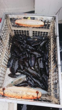 ボートキャスティングエギング