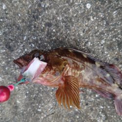 ガシラ自己記録