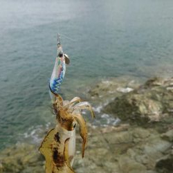 今シーズン初アオリイカ