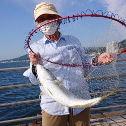 のませでメジロ