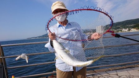 のませでメジロ