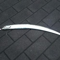 今年初タチウオ