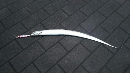 今年初タチウオ