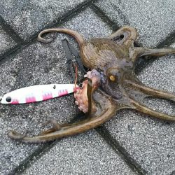 メタルジグにタコ