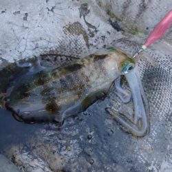 貸しボートエギング