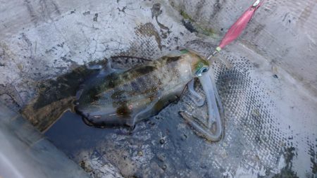 貸しボートエギング