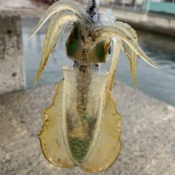 秋イカスタート