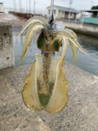 秋イカスタート