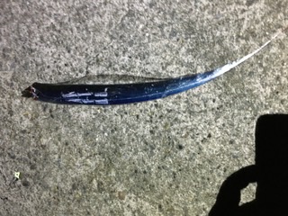 念願の太刀魚ヒット