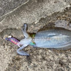 雨にも負けずにアオリイカ