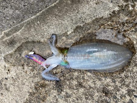 雨にも負けずにアオリイカ