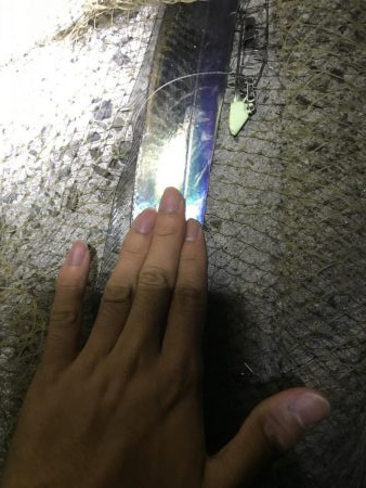 タチウオルアー釣り