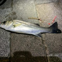 夜釣りでシーバス