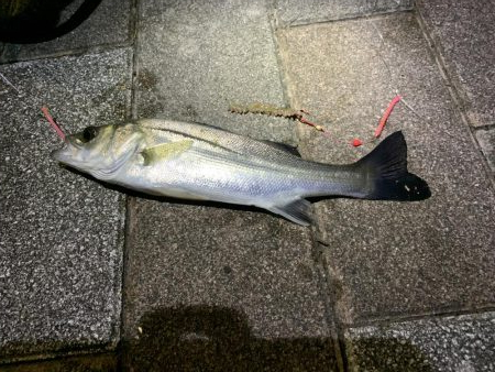 夜釣りでシーバス