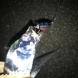 夕マズメの太刀魚釣り