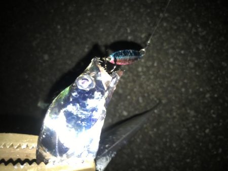 夕マズメの太刀魚釣り