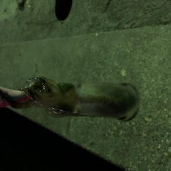 強風で海ゴミだらけ