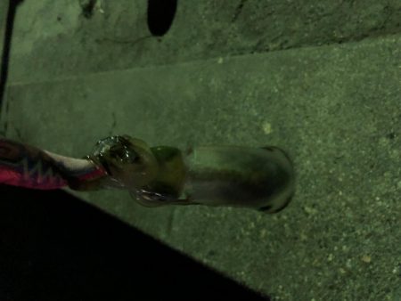 強風で海ゴミだらけ