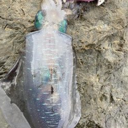 9月前半並へサイズダウン